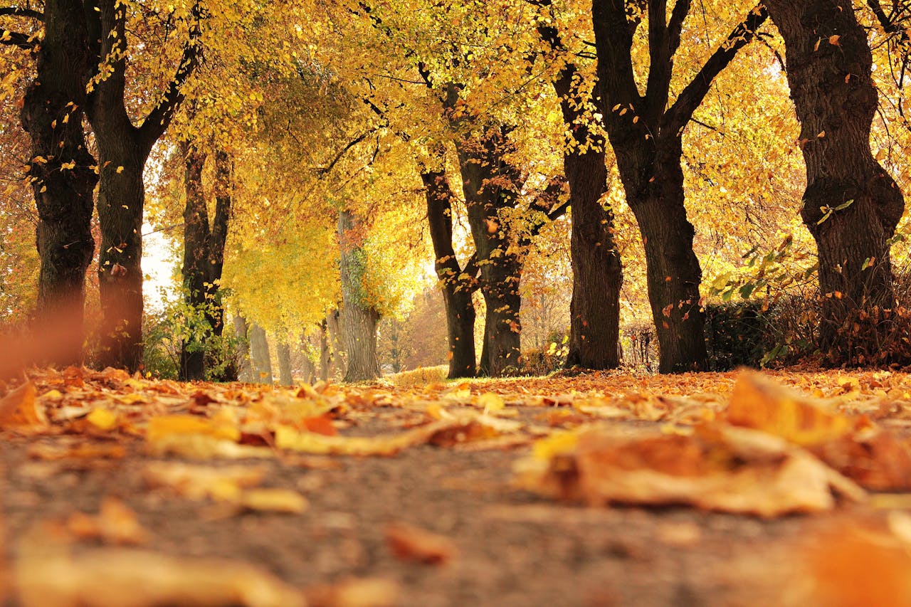 menu otoño madrid